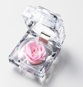 WG[[YypNAP[XtzvU[uht[/Mtg//o1//͂Ȃ/蕨/䋟/a/ybĝ