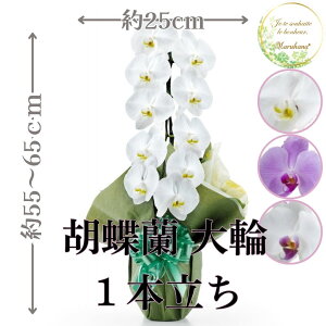  Ӓ1{11ֈȏցiڂݍ݁jyzIׂ3F j  ԃMtg a JXj JƏj Vzj