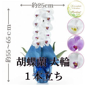  Ӓ1{8ֈȏցiڂݍ݁jyzIׂ3F j  ԃMtg a JXj JƏj Vzj