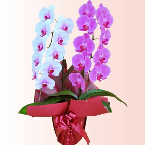  Ӓ MIX2{18ֈȏցiڂݍ݁jyz Mtg Ε JƏj JXj ړ]j a eMtg 