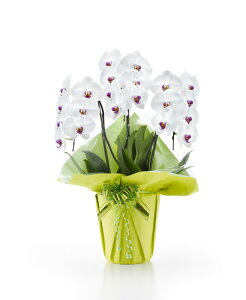  Ӓ 3{21ֈȏiڂݍ݁jyzIׂ3F j  ԃMtg a JXj JƏj Vzj