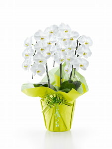  Ӓ 3{21ֈȏiڂݍ݁jyzIׂ3F j  ԃMtg a JXj JƏj Vzj