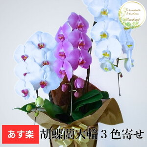 Ӓ MIX3{27ֈȏցiڂݍ݁jyz Mtg  JƏj JXj ړ]j a eMtg 