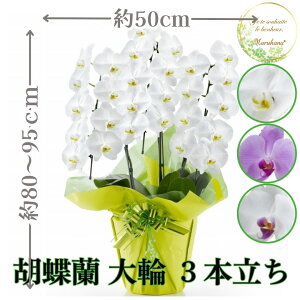  Ӓ3{27ֈȏցiڂݍ݁jyzIׂ3F j  ԃMtg a JXj JƏj Vzj