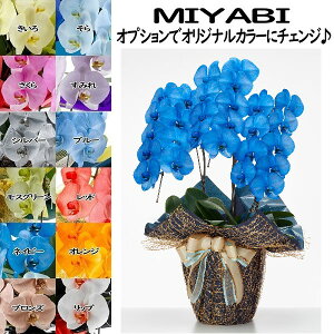 J[Ӓ MIYABI 3{27ֈȏڂݍ݁yzӒ u[  Mtg ~/V~// JƏj JXj ړ]j a eMtg 