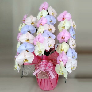 ӒRbgLfB3{33ֈȏڂݍ݁yz ̓ a Mtg JƏj JXj ړ]j a eMtg 