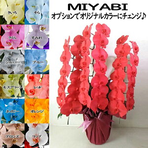 J[Ӓ MIYABI 3{39ֈȏڂݍ݁yz Mtg Ε JƏj JXj ړ]j a eMtg 