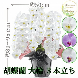  Ӓ3{45ֈȏցiڂݍ݁jyzIׂ3F j  ԃMtg a JXj JƏj Vzj