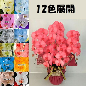 J[Ӓ MIYABI 5{45ֈȏڂݍ݁yz Mtg Ε JƏj JXj ړ]j a eMtg 