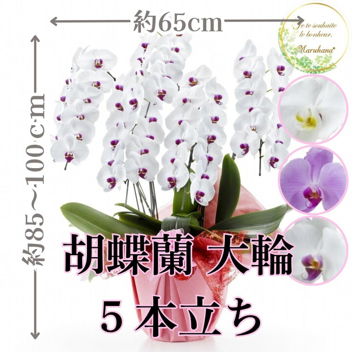 楽天市場】大輪 胡蝶蘭5本立ち60輪以上【送料無料】選べる3色 お祝い 