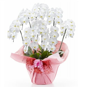  Ӓ 8{56ֈȏiڂݍ݁jyz Mtg Ε JƏj JXj ړ]j a eMtg 