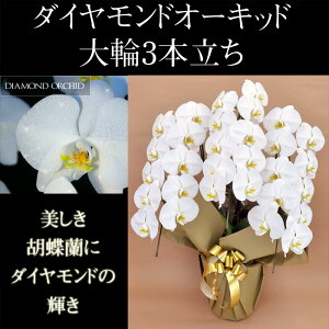 _ChӒ3{30ֈȏiڂݍ݁jyz Mtg Ε JƏj JXj ړ]j a eMtg 