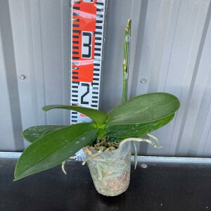 Ӓ ց` F͍炢Ă̂y ԉ薳̕cyzƂŌӒ 