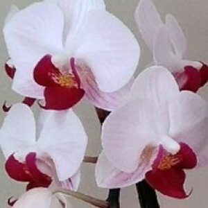 Ӓ@~fB3{21ֈȏ(ڂݍ݁jyz Iׂ4F j  ԃMtg a JXj JƏj Vzj