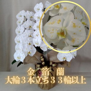 Ӓ()  3{33ֈȏiڂݍ݁jyz Mtg Ε JƏj JXj ړ]j a eMtg 