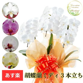 胡蝶蘭　ミディ3本立ち27輪以上（つぼみ込み）【送料無料】選べる4色 お祝い お供え 花ギフト お誕生日 開店祝 開業祝 新築祝