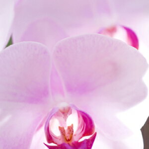 Ӓ@~fB5{45ֈȏiڂݍ݁jyz Iׂ4F j  ԃMtg a JXj JƏj Vzj