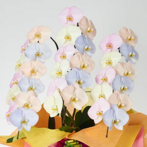 yIvVzMIYABIH(ւ̂ݑΉ)ŒZoׁ1{̉ił