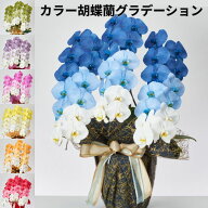 カラー大輪 胡蝶蘭 3本立ち 36輪以上 グラデーション【送料無料】花 ギフト 開業祝 開店祝 移転祝い お誕…