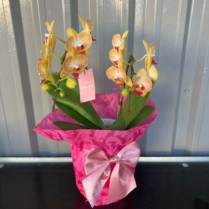 楽天市場 おまかせ洋蘭ギフト お世話の説明書付き 送料無料 クリスマス お歳暮 お彼岸 誕生日 おうち胡蝶蘭 育てる胡蝶蘭 テーブル胡蝶蘭 ファレノプシス ｓｈｏｐマルハナ