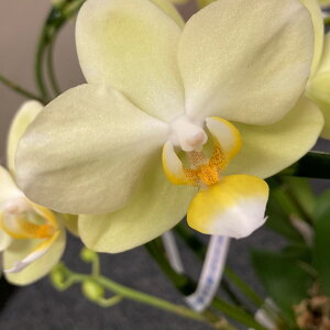 �I�ׂ邨�F �Ӓ��� ���� 3�{�� �e�[�u���Ӓ��� �����b�̐������t���y���������z�������Ӓ���/��Ă�Ӓ���/������/���蕨/�J�Əj/�J�X�j/�ړ]�j��/���a����/�e��M�t�g/��������