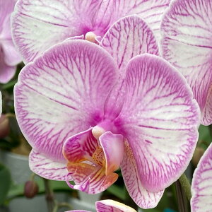 Iׂ邨F Ӓ  3{ e[uӒ b̐tyzӒ/ĂӒ//蕨/JƏj/JXj/ړ]j/a/eMtg/