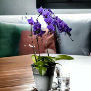 ~fBӒ Blue Geneiu[W[j3{yz   a Mtg JƏj JXj ړ]j a eMtg 