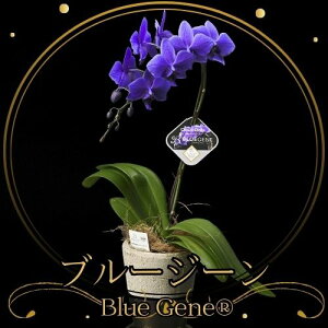 ~fBӒ Blue Geneiu[W[j1{yz   JƏj JXj ړ]j a eMtg 
