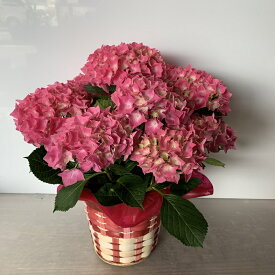 楽天市場 アジサイ 母の日の通販