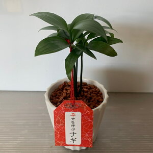 観葉植物 セラミスの人気商品 通販 価格比較 価格 Com