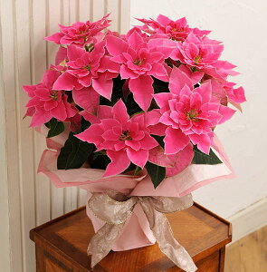 vZ`A [U5 ԁyz|CZ`A  A  a j NX}X v[g t[  ~ t[Mtg