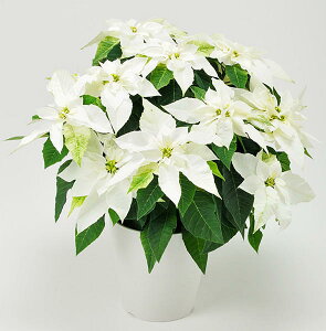 vZ`A sAzCg5 ԁyzԉ |CZ`A  A  a j NX}X