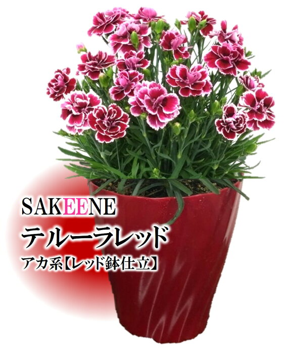 楽天市場 23 1 10出荷開始 応援花カーネーション テルーラ５号 ｓｈｏｐマルハナ