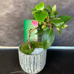 鉢植え 花 冬の人気商品 通販 価格比較 価格 Com