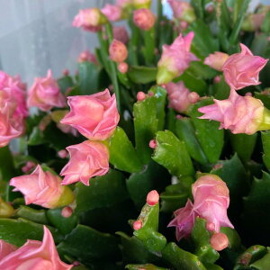 f}[NJN^X6 RyCgEyzVRoT{e/JƏj/JXj/ړ]j/a/eMtg/