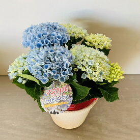 楽天市場 紫陽花の通販