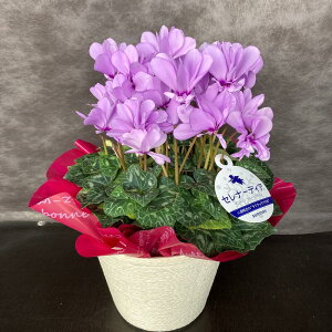 VN Zi[fBA 5AyzΕ   A a j NX}X v[g u[t[  ~