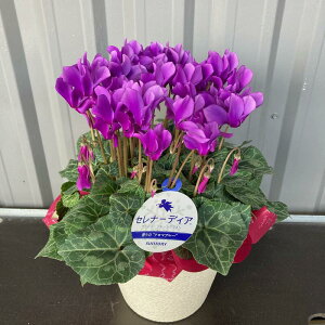 VN Zi[fBA 5AyzΕ   A a j NX}X v[g u[t[  ~