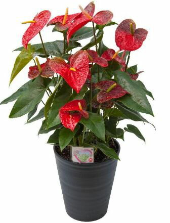 楽天市場 アンスリウム 10号鉢 1個 インテリアグリーン 室内 観葉植物 鉢花 オフィス 卒業シーズン 装飾 ｓｈｏｐマルハナ