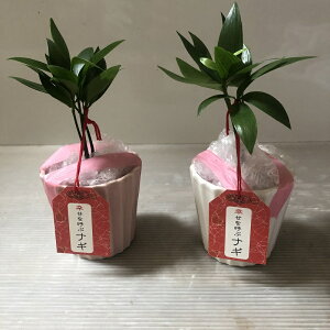 観葉植物 セラミスの人気商品 通販 価格比較 価格 Com