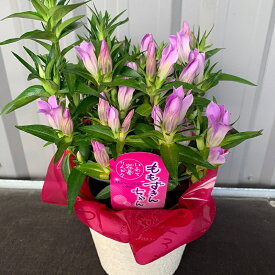 楽天市場 宿根草 ギフトの通販