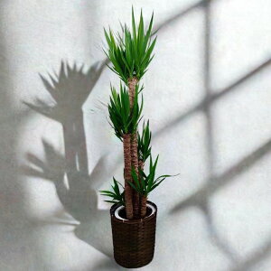 ユッカ 青年の木10寸 カゴ付き(佐川急便での配送です)高さ約160cm【送料無料】観葉植物 開業祝/開店祝/移転祝い/お誕生日/各種ギフト/お供えに