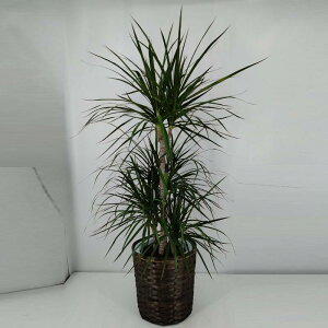 コンシンネ 8寸 カゴ付き【送料無料】観葉植物 開業祝/開店祝/移転祝い/お誕生日/各種ギフト/お供えに