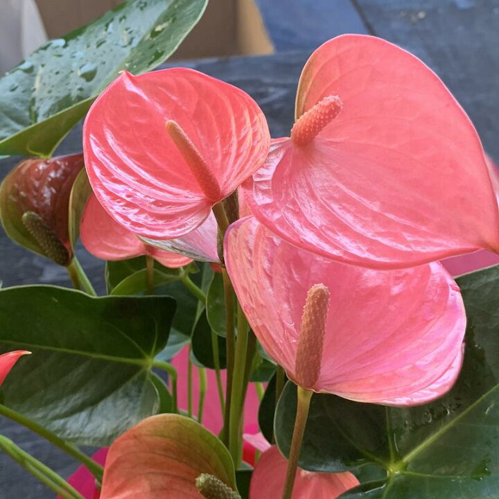 1494円 奉呈 観葉植物 鉢植え アンスリウム 5号 選べるお色 高さ約50 1494円 奉呈 観葉植物 鉢植え アンスリウム 5号 選べるお色 高さ約50