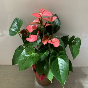 アンスリウム 生花の人気商品 通販 価格比較 価格 Com