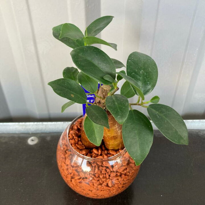 楽天市場 おまかせ ミニ観葉植物 ガラスボールs セラミス植 1個 送料別 ハイドロカルチャー お礼 御祝 秋ギフト ハロウィン お歳暮 贈り物 観葉植物 開業祝 開店祝 移転祝い お誕生日 各種ギフト お供えに ｓｈｏｐマルハナ