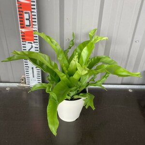 観葉植物 アスプレニウムの人気商品 通販 価格比較 価格 Com