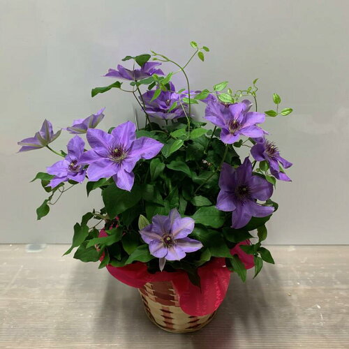 母の日 Me 母の日ギフト ランキング クレマチス