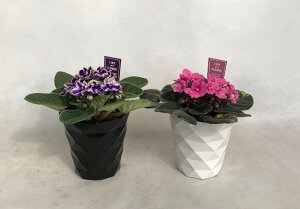 Zg|[AA3.5iԐF܂j1yʁzo^C  w  񂹐A  