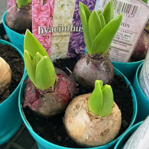 qAVX ԐF܂ 4|bgyʁzNX}X o^C w  񂹐A  